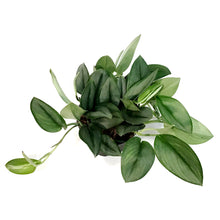 Load image into Gallery viewer, Scindapsus, 6in, Treubii Midnight