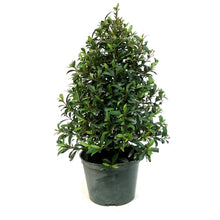 Load image into Gallery viewer, 6in, Eugenia Christmas Cone