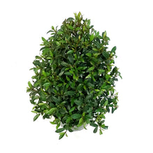 Load image into Gallery viewer, 6in, Eugenia Christmas Cone