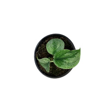 Load image into Gallery viewer, Scindapsus, 4in, Silver Hero