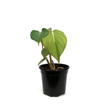 Load image into Gallery viewer, Philodendron, 4in, McDowell