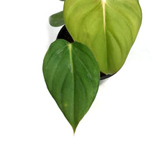 Load image into Gallery viewer, Philodendron, 4in, McDowell