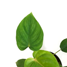 Load image into Gallery viewer, Philodendron, 4in, Plowmanii Silver