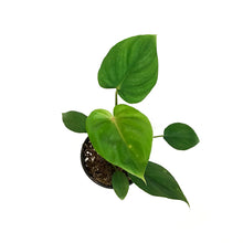 Load image into Gallery viewer, Philodendron, 4in, Plowmanii Silver