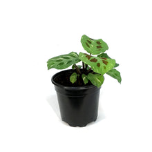 Load image into Gallery viewer, Maranta, 4in, Varigated