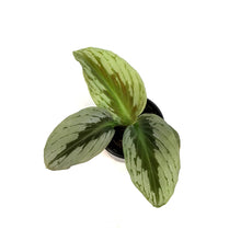 Load image into Gallery viewer, 4in, Kaempferia Shooting Star