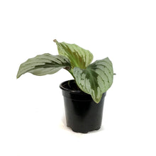 Load image into Gallery viewer, 4in, Kaempferia Shooting Star