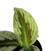 Load image into Gallery viewer, 4in, Kaempferia Shooting Star