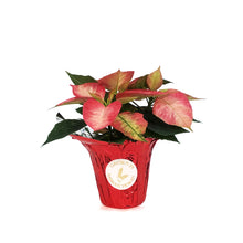 Load image into Gallery viewer, Poinsettia, 4in, Ice Crystal