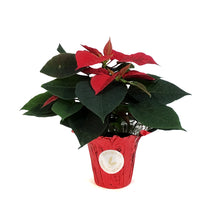 Load image into Gallery viewer, Poinsettia, 4in, Red