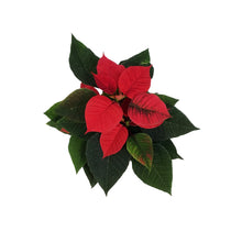 Load image into Gallery viewer, Poinsettia, 4in, Red