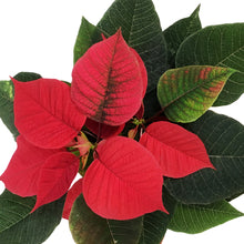 Load image into Gallery viewer, Poinsettia, 4in, Red