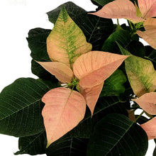 Load image into Gallery viewer, Poinsettia, 6in, Candy Cinnamon