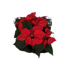 Load image into Gallery viewer, Poinsettia, 6in, Red