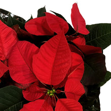 Load image into Gallery viewer, Poinsettia, 6in, Red