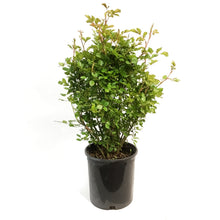 Load image into Gallery viewer, Rose, 2 gal, Oscar Peterson