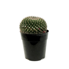 Load image into Gallery viewer, Cactus, 5in, Mammillaria Mystax
