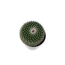Load image into Gallery viewer, Cactus, 5in, Mammillaria Mystax