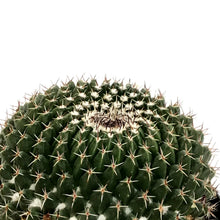 Load image into Gallery viewer, Cactus, 5in, Mammillaria Mystax