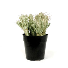 Load image into Gallery viewer, Cactus,5in, Euphorbia mammillaris variegata