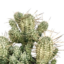 Load image into Gallery viewer, Cactus,5in, Euphorbia mammillaris variegata