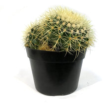 Load image into Gallery viewer, Cactus, 8in, E. grusonii 'Golden Barrel'