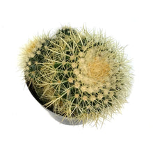 Load image into Gallery viewer, Cactus, 8in, E. grusonii 'Golden Barrel'
