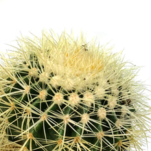 Load image into Gallery viewer, Cactus, 8in, E. grusonii 'Golden Barrel'