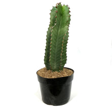 Load image into Gallery viewer, Cactus, 8in, Euphorbia Abyssinica