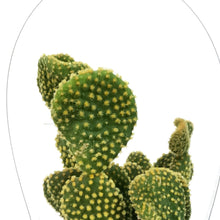 Load image into Gallery viewer, Cactus, 9cm, Opuntia microdasys 'Bunny Ears' Yello