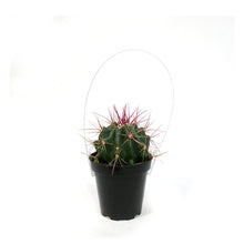 Load image into Gallery viewer, Cactus, 9cm, Ferocactus Wislizenii