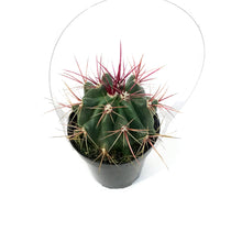 Load image into Gallery viewer, Cactus, 9cm, Ferocactus Wislizenii