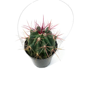 Cactus, 9cm, Ferocactus Wislizenii