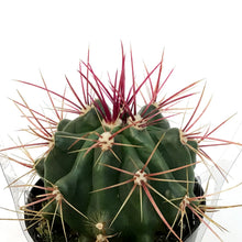 Load image into Gallery viewer, Cactus, 9cm, Ferocactus Wislizenii