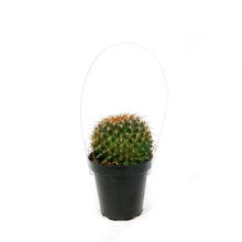 Load image into Gallery viewer, Cactus, 9cm, Mammillaria Ginsa Maru