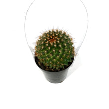 Load image into Gallery viewer, Cactus, 9cm, Mammillaria Ginsa Maru