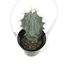 Load image into Gallery viewer, Cactus, 9cm, Stenocereus Pruinosus