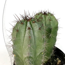 Load image into Gallery viewer, Cactus, 9cm, Heliabravoa Lemaireocereus Chende
