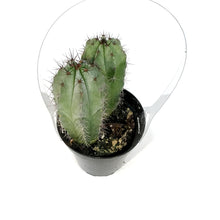Load image into Gallery viewer, Cactus, 9cm, Heliabravoa Lemaireocereus Chende
