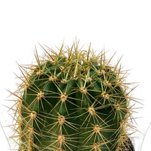 Load image into Gallery viewer, Cactus, 9cm, Trichocereus Grandiflorus Hybrids