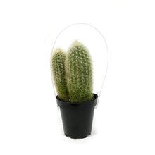 Load image into Gallery viewer, Cactus, 9CM, Espostoa Ianata Snow Pole