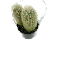 Load image into Gallery viewer, Cactus, 9CM, Espostoa Ianata Snow Pole