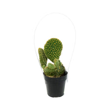 Load image into Gallery viewer, Cactus, 2.5in, Opuntia Microdasys "Monstrose" Yell