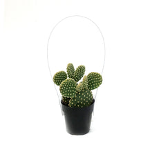 Load image into Gallery viewer, Cactus, 2.5in, Opuntia Microdasys Honey Mike
