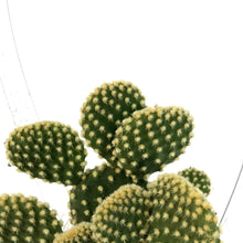 Load image into Gallery viewer, Cactus, 2.5in, Opuntia Microdasys Honey Mike