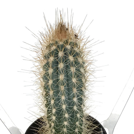 Cactus, 2.5in, Pilosocereus Baumii