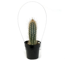 Load image into Gallery viewer, Cactus, 2.5in, Pilosocereus Baumii