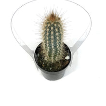 Load image into Gallery viewer, Cactus, 2.5in, Pilosocereus Baumii