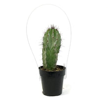 Load image into Gallery viewer, Cactus, 2.5in, Polaskia Chichipe