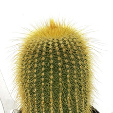 Load image into Gallery viewer, Cactus, 2.5in, Notocactus Leninghausii